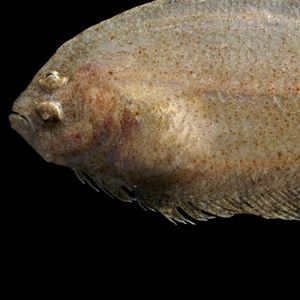 Meet your Posher, Joyce